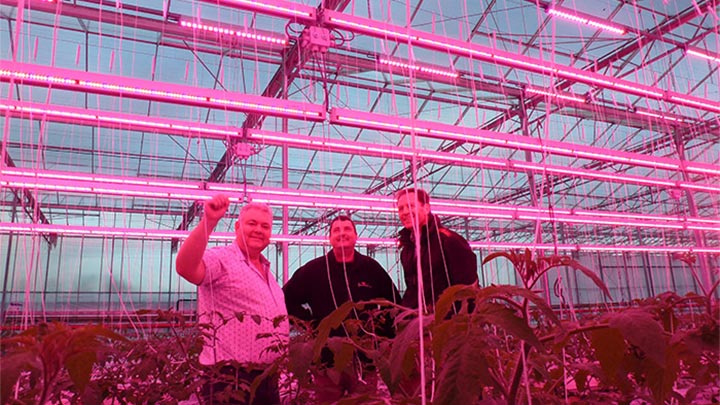 Світильники Philips Greenhouse освітлюють рослини в теплиці Melrow Salads
