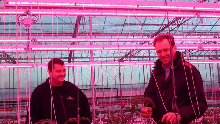  Двоє чоловіків демонструють здорові рослини в теплиці Melrow Salads з освітленням Philips LED Greenhouse