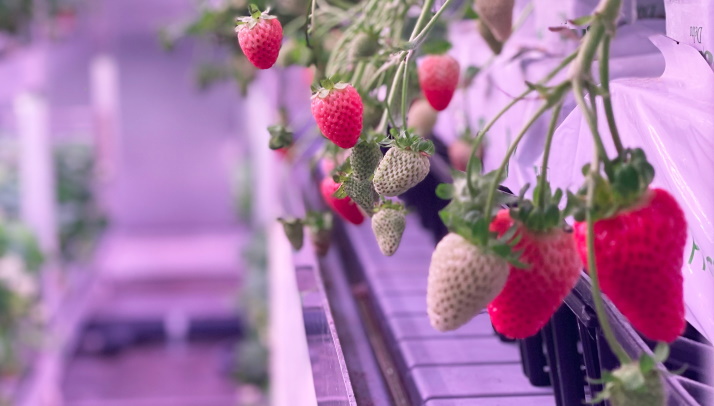 Signify and Infinite Acres shine a new light on scaling up vertical farms